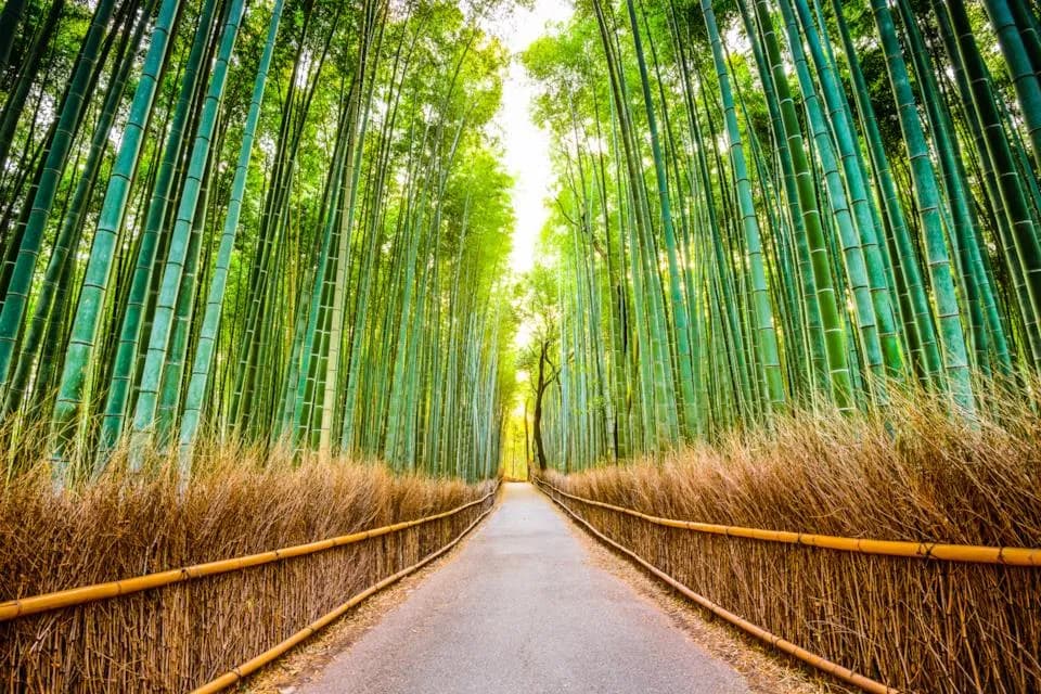 Menyusuri Hutan Bambu Arashiyama, Kyoto!