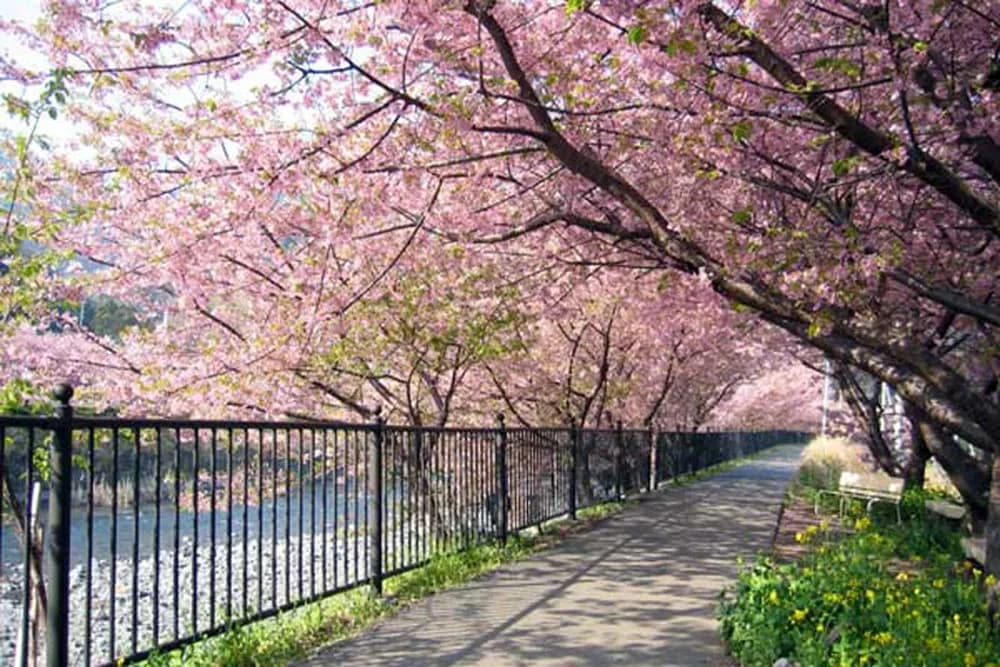 Piknik Cantik di Taman Sakura: Daftar Taman Terbaik!