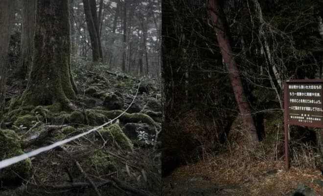 Misteri di Balik Desa Bunuh Diri Aokigahara!