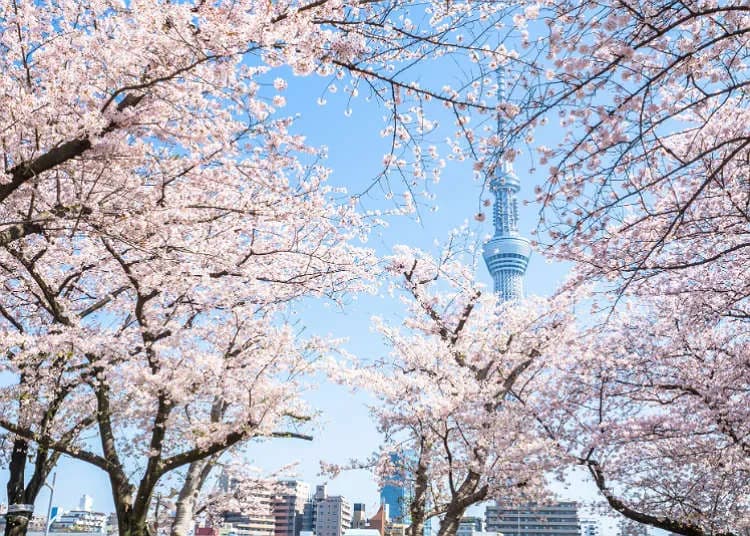 Mitos vs Fakta: Jepang Mahal atau Gak?