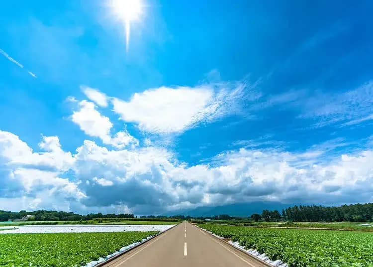 Panasnya Bikin Nyerah, 8.600 Orang di Jepang Langsung Drop!