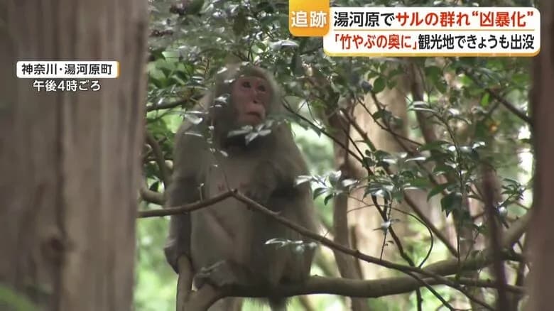 Kota di Kanagawa Kena Serang Banyak Monyet yang Agresif