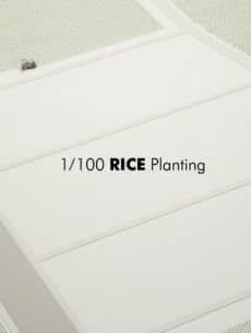 Poster 1/100 Rice Planting