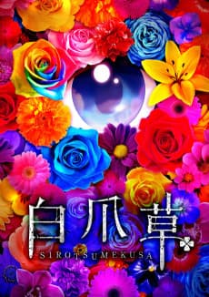 Poster Sirotsumekusa